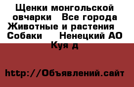 Щенки монгольской овчарки - Все города Животные и растения » Собаки   . Ненецкий АО,Куя д.